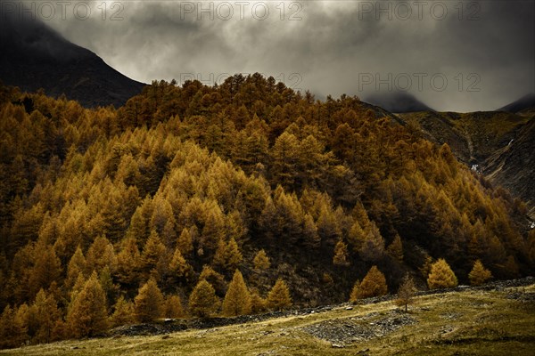 Autumn larch