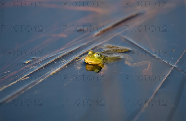 Pool frog