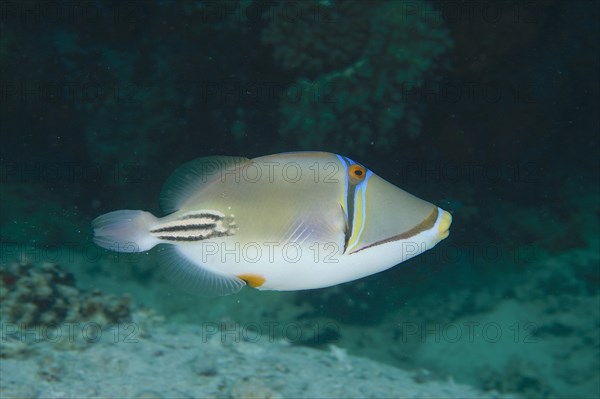 Arabian arabian picasso triggerfish