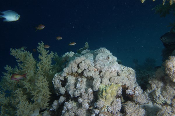 Well camouflaged false stonefish