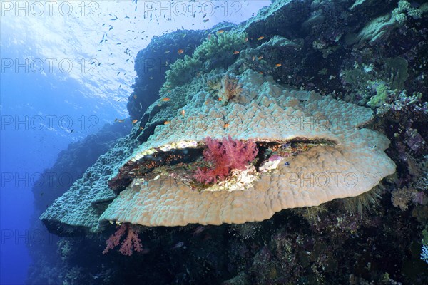 Mountain coral