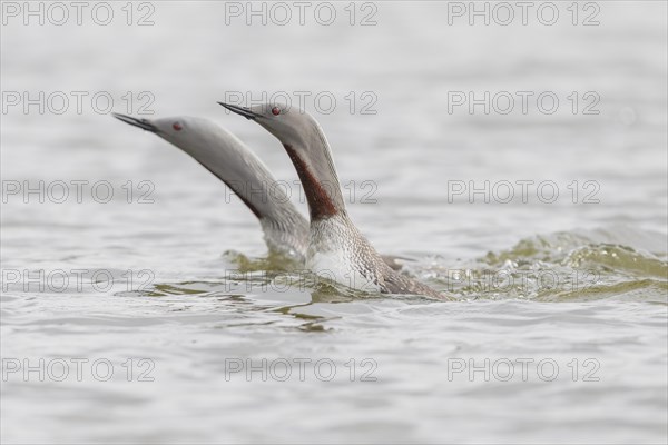 Red-throated diver