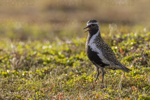 European golden plover