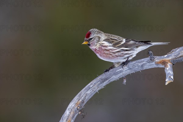 Common Redpoll