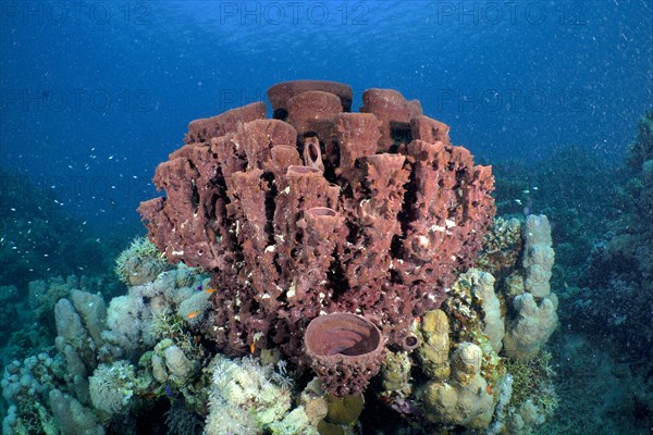 Prickly tube-sponge