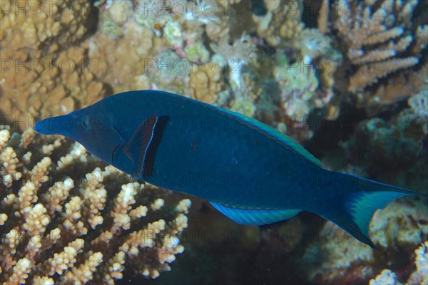 Blue bird wrasse