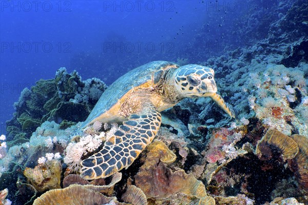 Hawksbill sea turtle