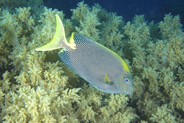 Spotted rabbitfish