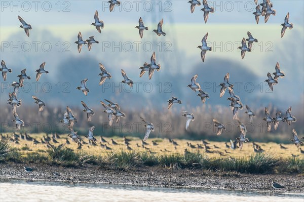 Grey Plover