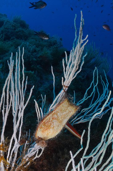 Egg capsule of Spotted Catshark