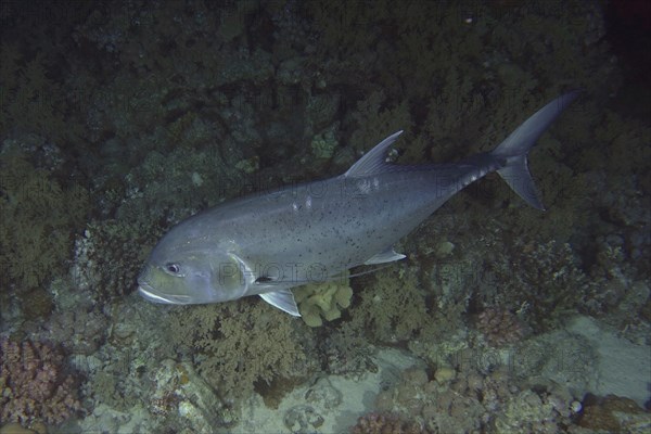 Giant trevally