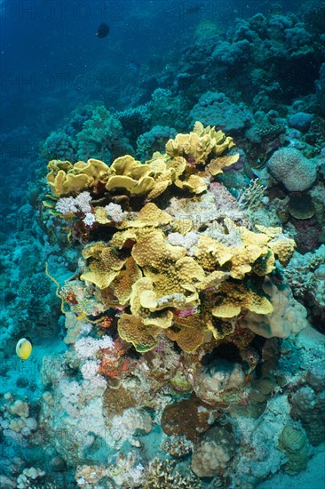 Yellow pagoda coral