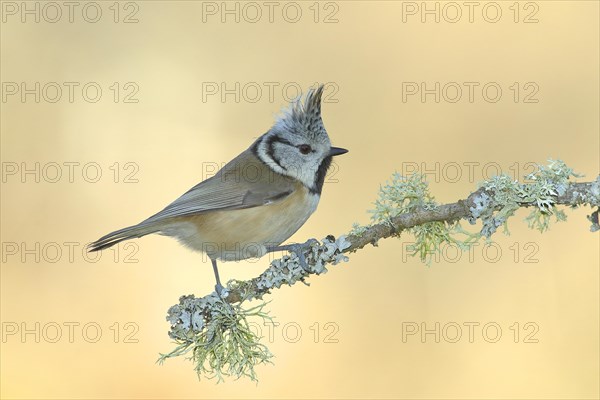 Crested Tit