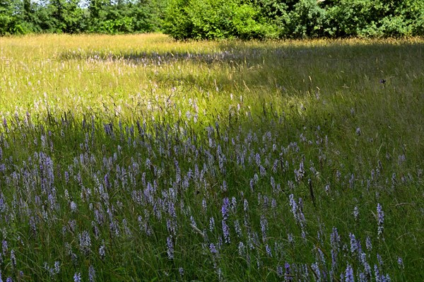 Spotted moorland spotted orchid