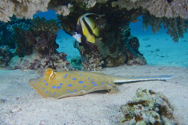 Bluespotted ribbontail ray