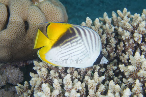 Threadfin butterflyfish