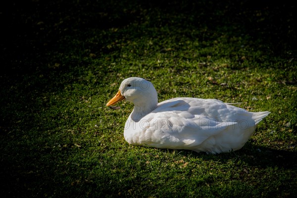 Domestic duck walking in their field