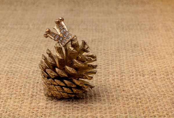 Pine cone of the pine tree in view