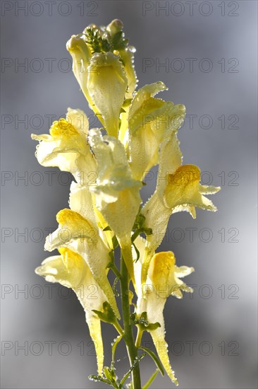 True toadflax