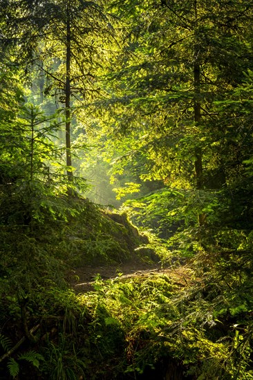 A hiking trail in the forest