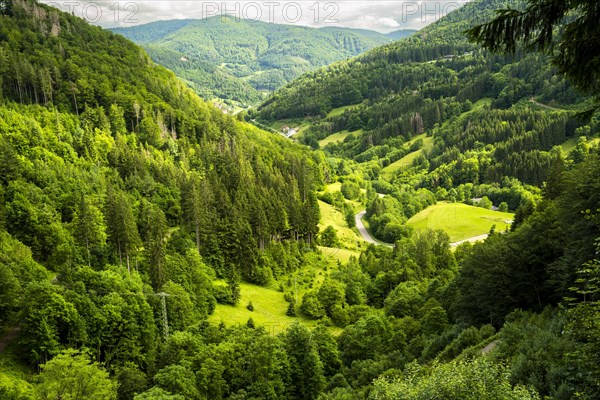 Landscape with meadows and forests and sunshine