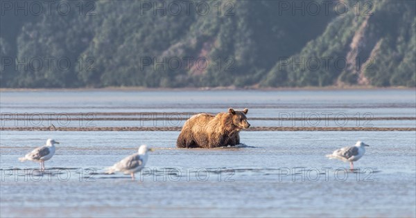 Brown bear