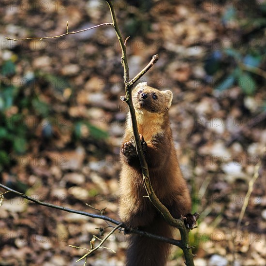 European pine marten