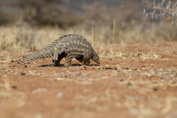 Ground pangolin