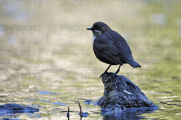 White-breasted dipper