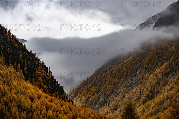 Autumn larch