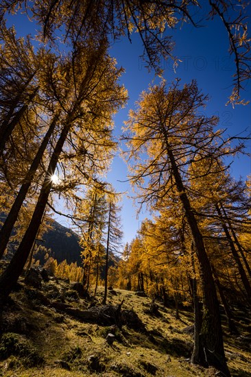 Autumn larches