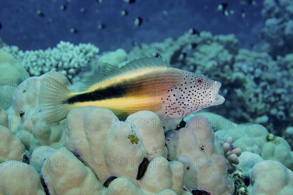 Black-sided hawkfish