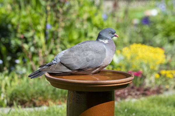 Common wood pigeon