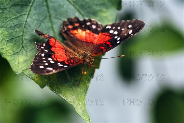Red brown peacock