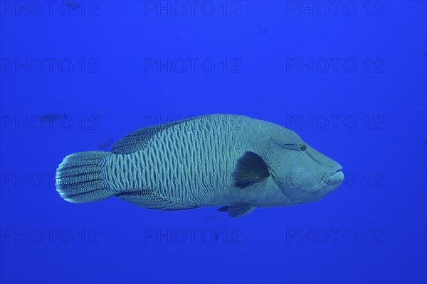 Humphead wrasse