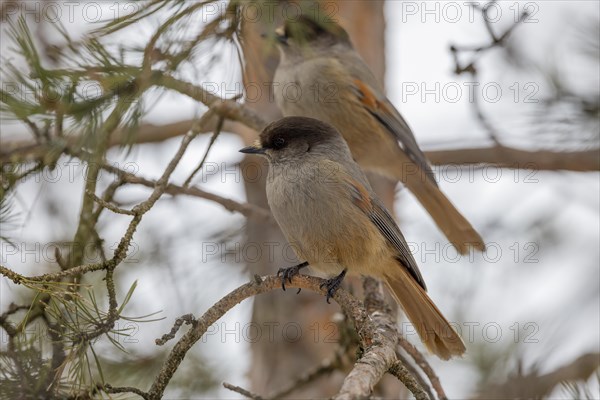 Siberian jay