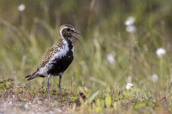 European golden plover