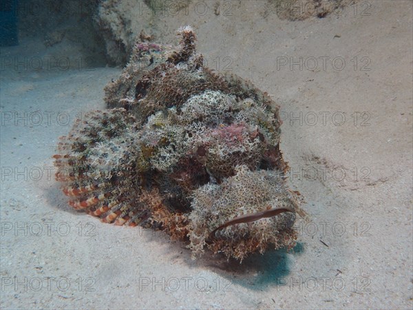 Tassled scorpionfish