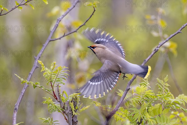 Bohemian waxwing