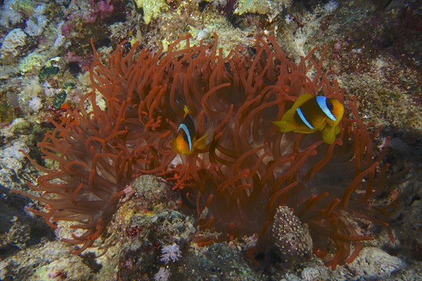 Fluorescent bubble-tip anemone