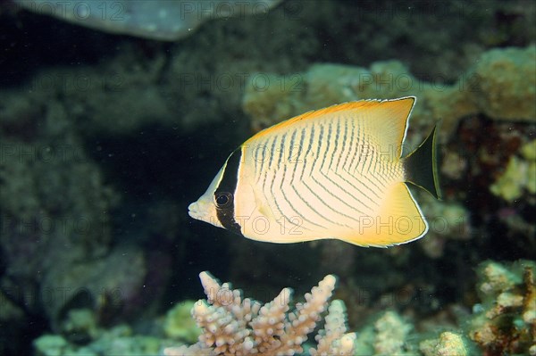 Chevron butterflyfish