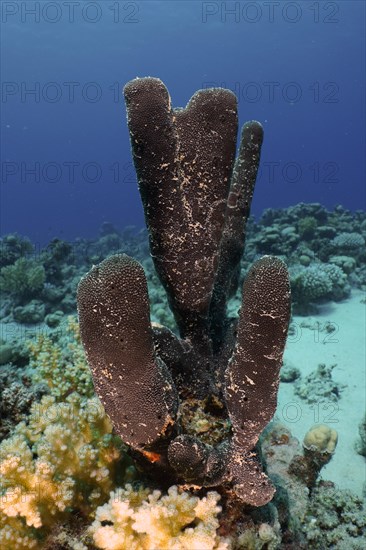 Erect finger sponge