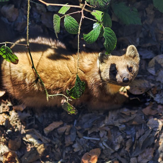 European pine marten