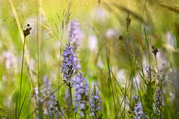 Spotted moorland spotted orchid