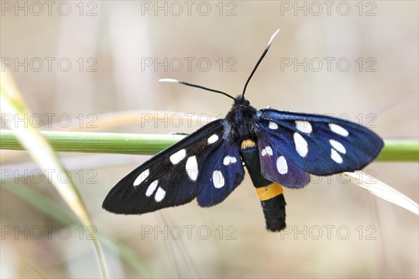 Nine-spotted moth