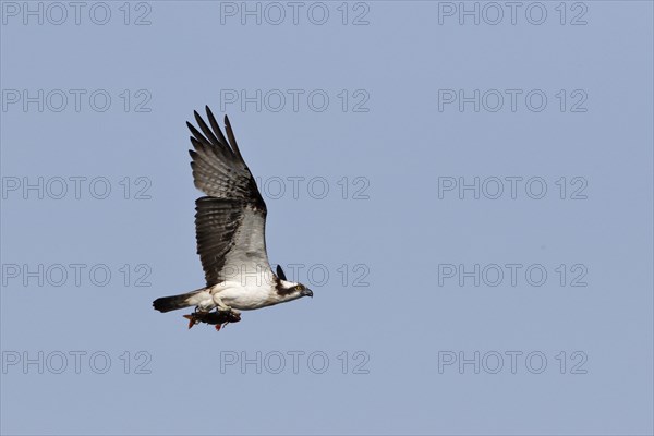 Western osprey