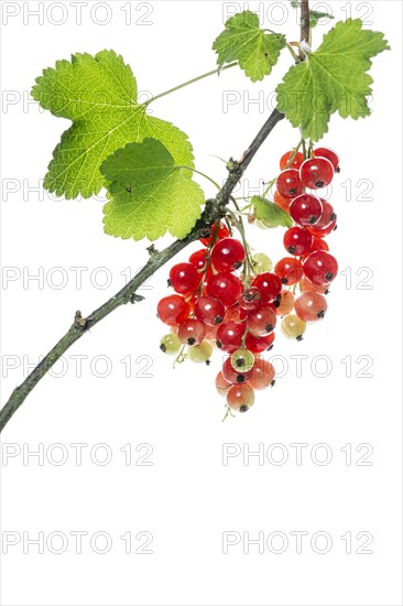 Redcurrant