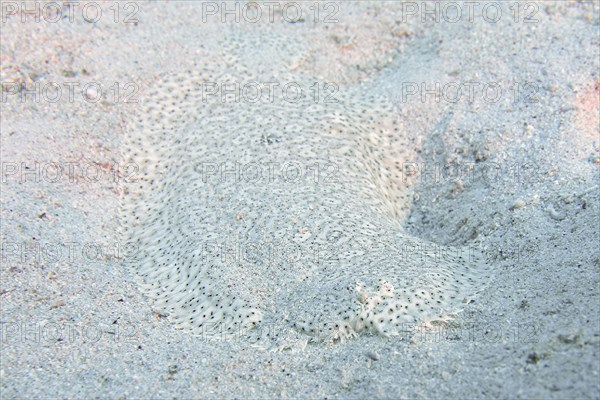 Well camouflaged finless sole