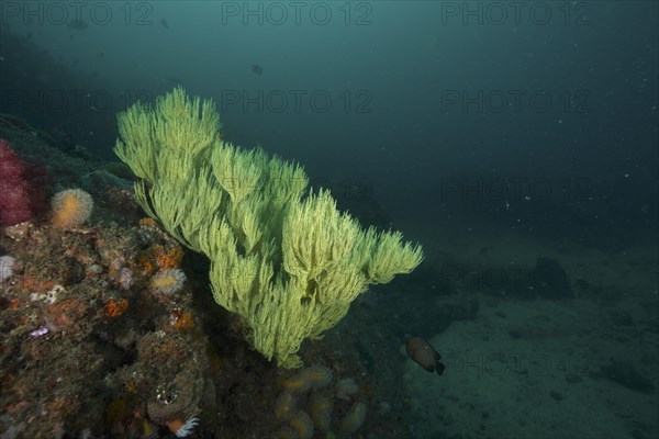 Green shrub gorgonian