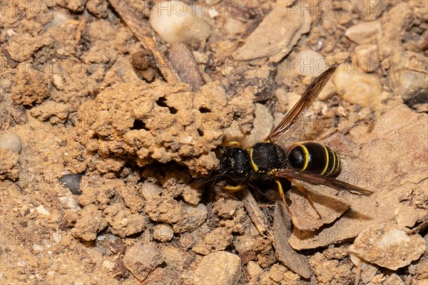 Common chimney wasp with open wings sitting on brood tube seen on the left